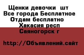 Щенки девочки 4шт - Все города Бесплатное » Отдам бесплатно   . Хакасия респ.,Саяногорск г.